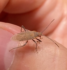 Hemiptera