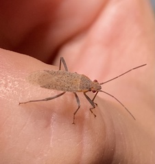 Hemiptera