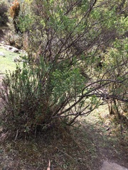 Brachyotum rostratum