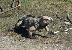 Cyclura cornuta