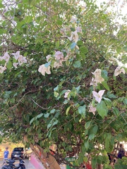 Bougainvillea