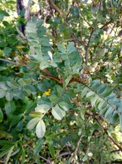 Sophora tetraptera