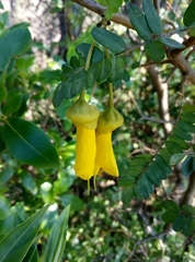 Sophora tetraptera