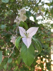 Bougainvillea