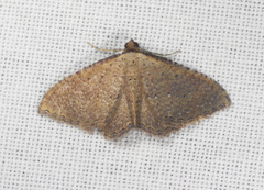 Chrysolarentia microcyma