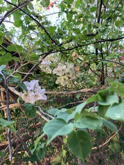 Bougainvillea