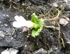 Primula hookeri