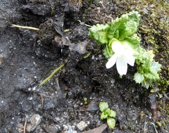 Primula hookeri