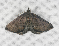 Chrysolarentia trygodes