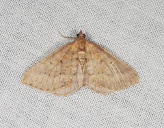 Chrysolarentia trygodes