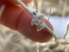 Rhopalomyia chrysothamni