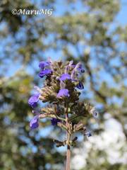 Salvia thyrsiflora