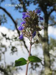 Salvia thyrsiflora