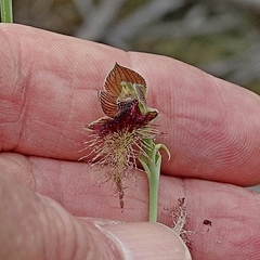 Calochilus therophilus
