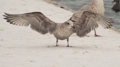 Larus glaucoides thayeri