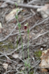 Calochilus therophilus