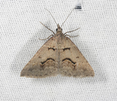 Dichromodes atrosignata