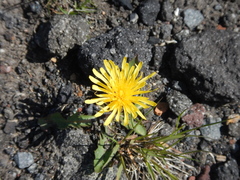 Taraxacum acricorne