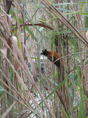 Ploceus melanocephalus