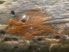 Willkommlangea reticulata