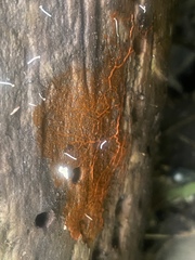 Willkommlangea reticulata