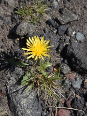 Taraxacum acricorne