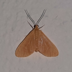 Eubaphe