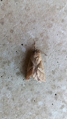 Triodia sylvina
