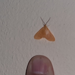 Eubaphe