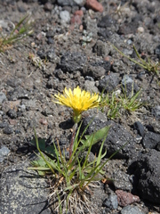 Taraxacum acricorne