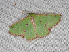 Eucyclodes buprestaria