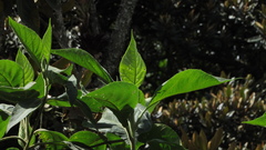 Verbesina crassiramea