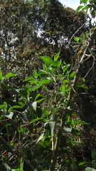 Verbesina crassiramea