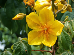 Cochlospermum religiosum