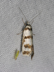 Philobota impletella
