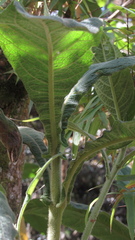 Verbesina crassiramea