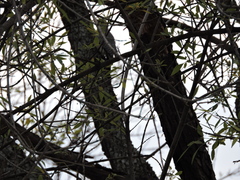 Melanerpes aurifrons