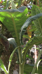 Verbesina crassiramea