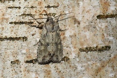 Lithophane disposita