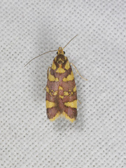 Tisobarica thyteria