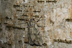 Lithophane disposita