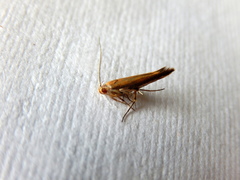 Glaphyristis marmarea