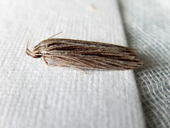 Leistarcha scitissimella