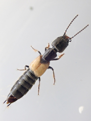 Cafius luteipennis