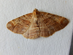 Syneora emmelodes