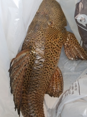 Hypostomus