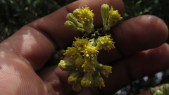 Monticalia ledifolia