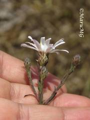 Symphyotrichum moranense