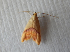 Hapaloteucha paragramma