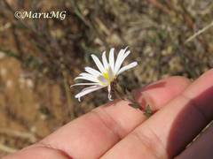 Symphyotrichum moranense